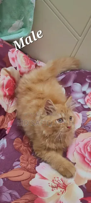 1-3 Months Male Purebred Persian