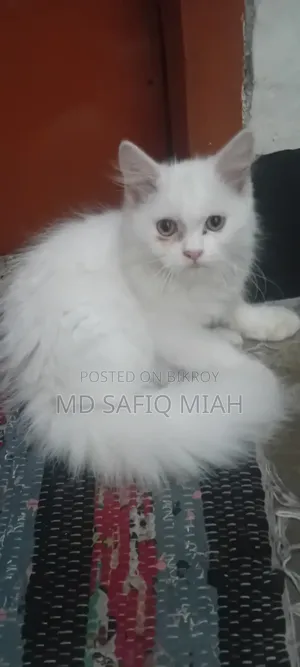 1-3 Months Male Purebred Persian