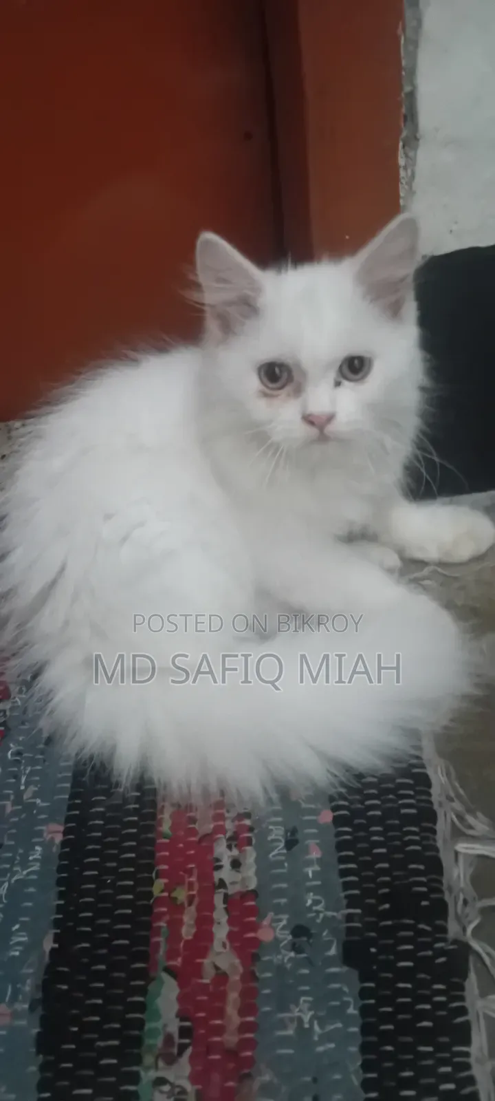1-3 Months Male Purebred Persian