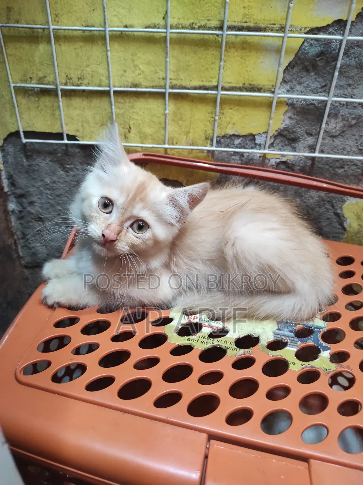 1-3 Months Male Mixed Breed Persian