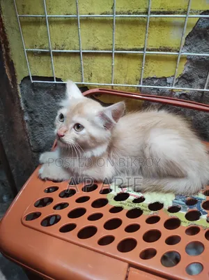1-3 Months Male Mixed Breed Persian