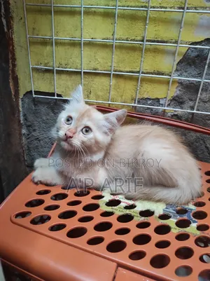 1-3 Months Male Mixed Breed Persian