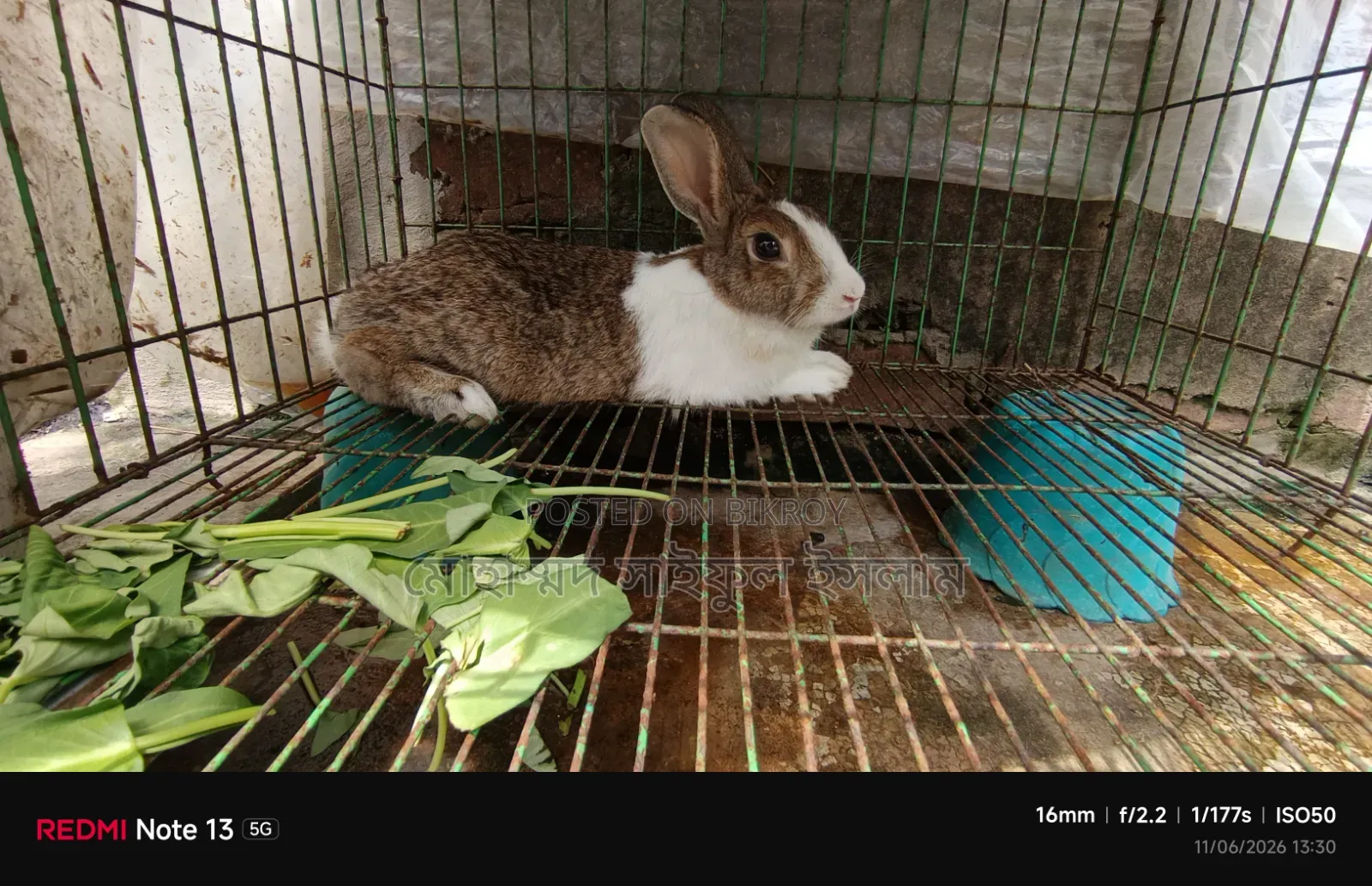 Running Rabbit