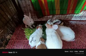 Running Rabbit