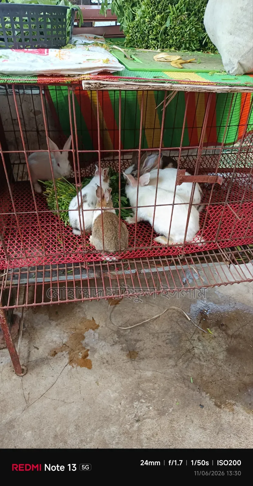Running Rabbit