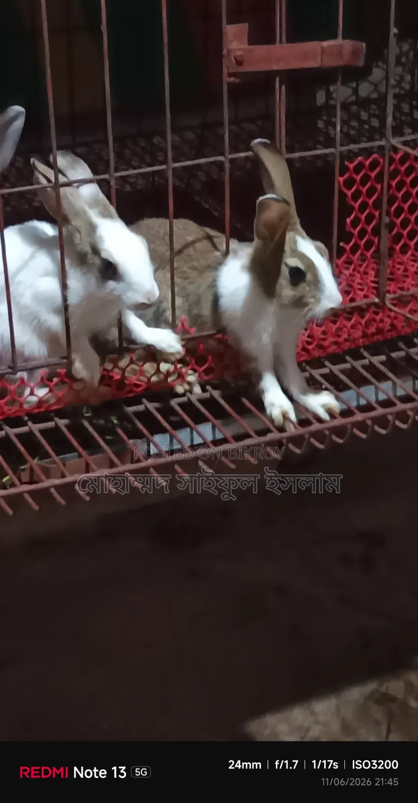 Running Rabbit