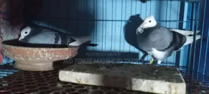 Sky Blue Running Rajgolla Pigeon