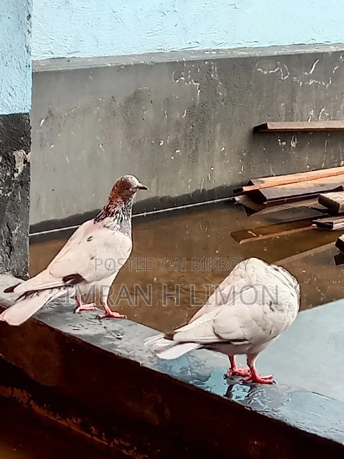 Bosal Breed Pigeon