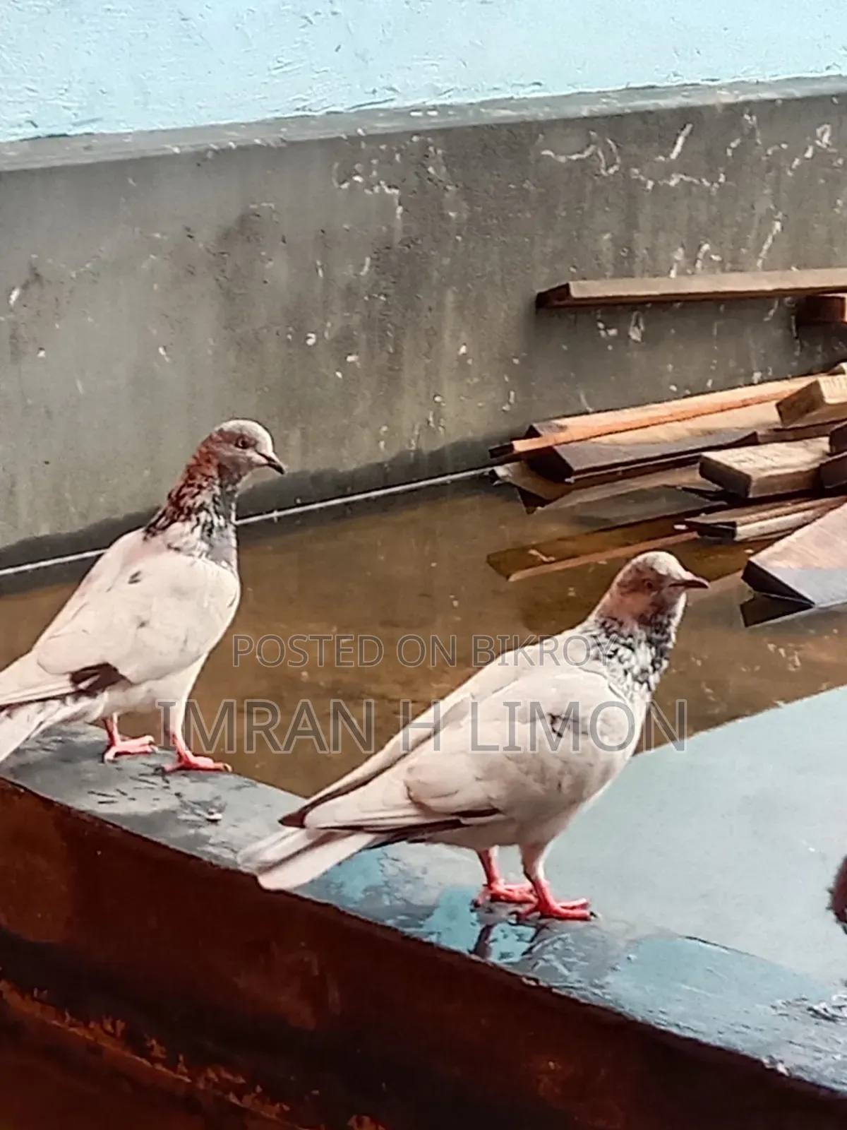 Bosal Breed Pigeon