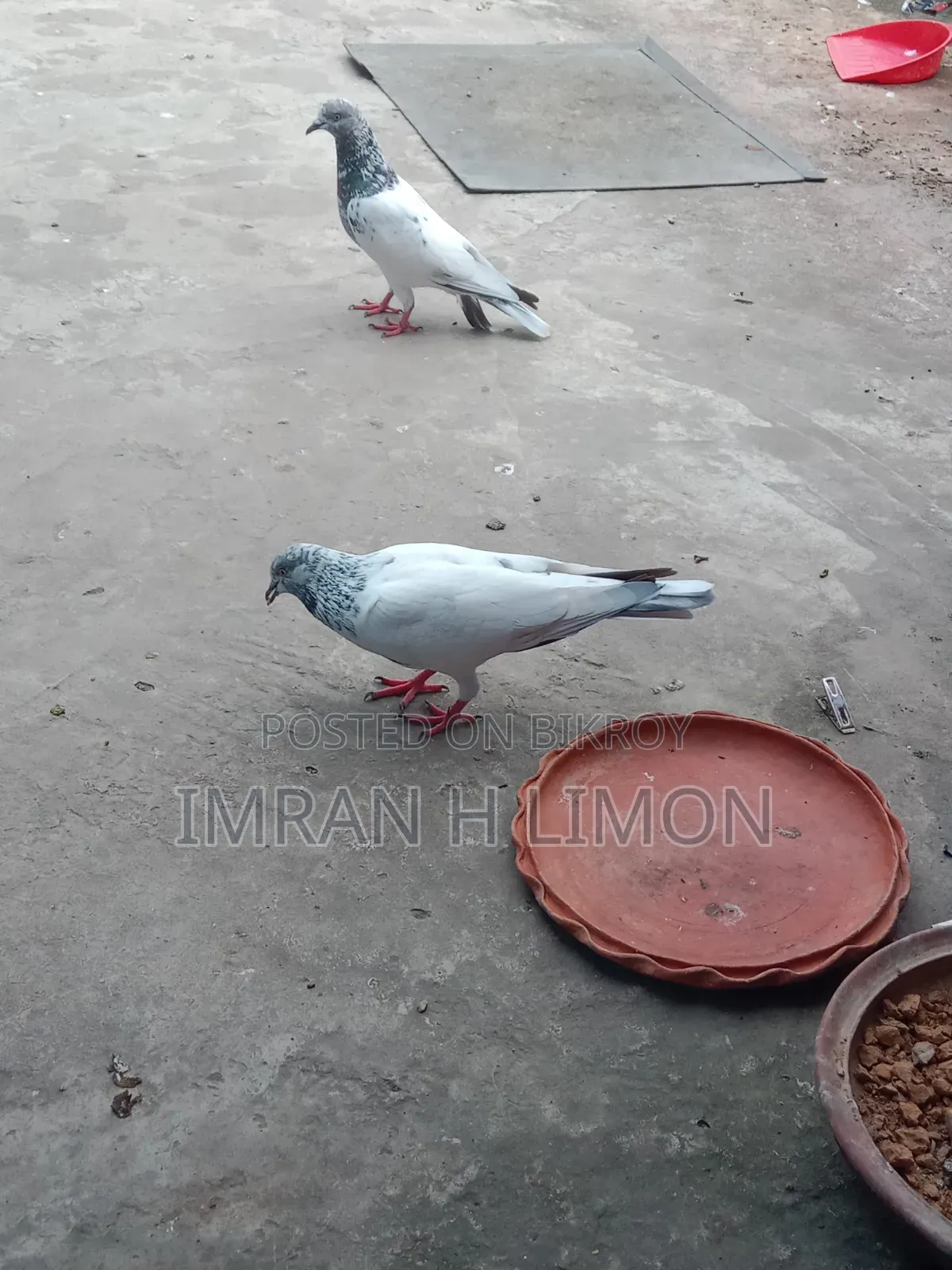 Bosal Breed Pigeon