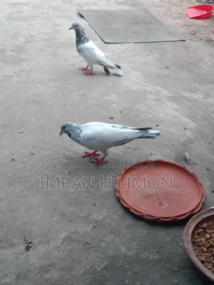 Bosal Breed Pigeon