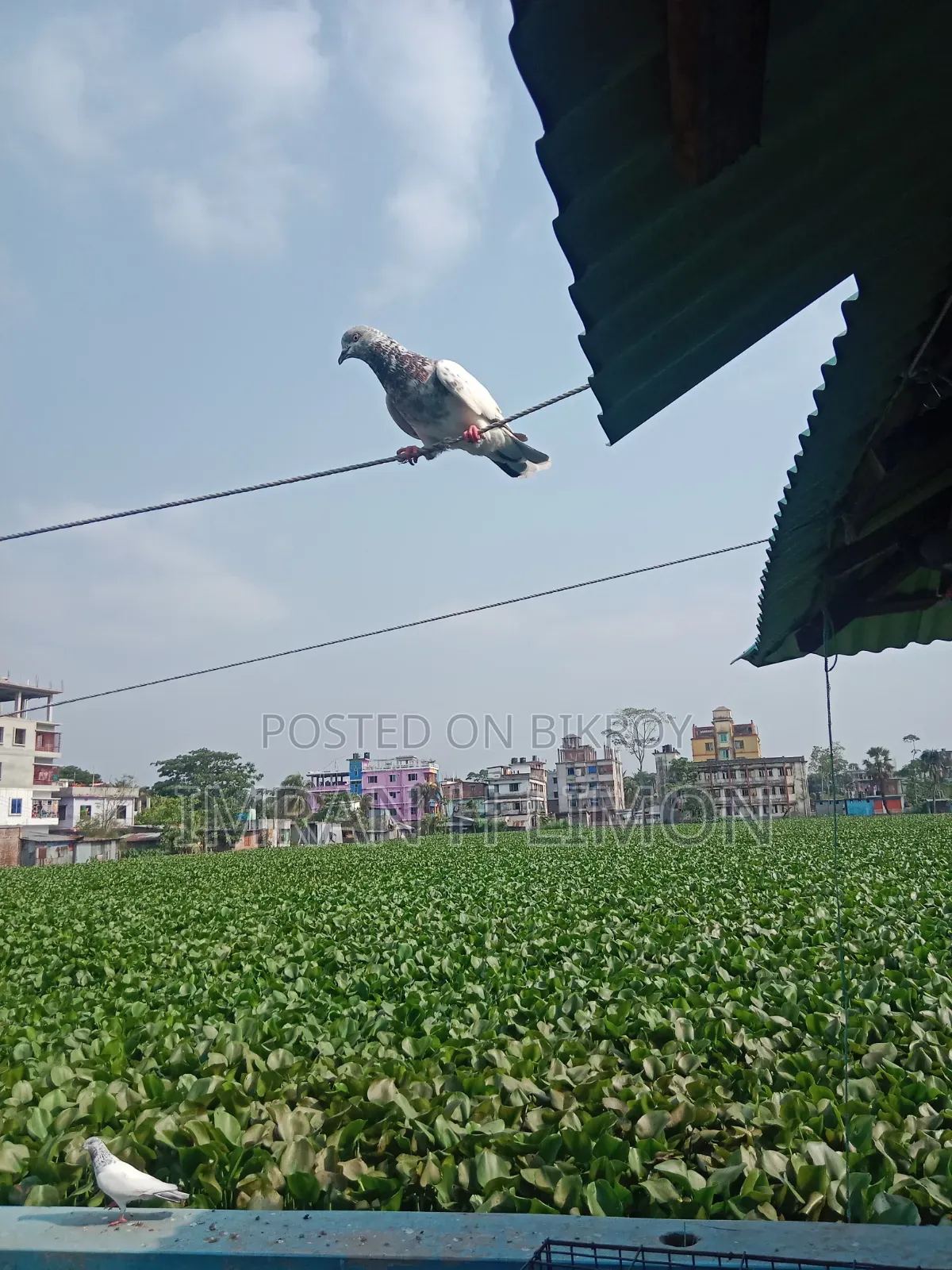 Bosal Breed Pigeon
