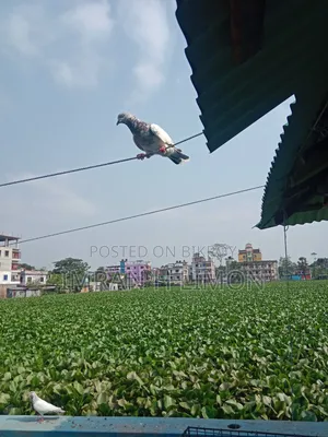 Bosal Breed Pigeon