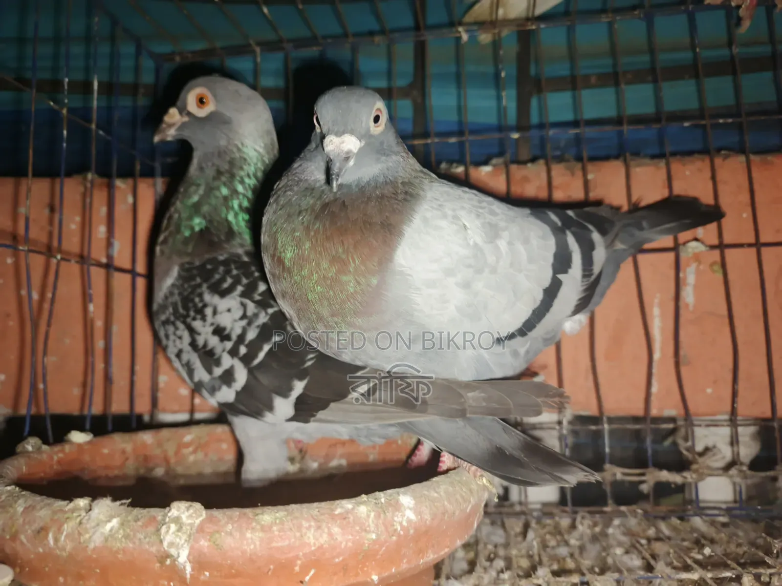 Racer Pigeon Pair