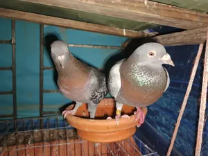 Racer Pigeon Pair