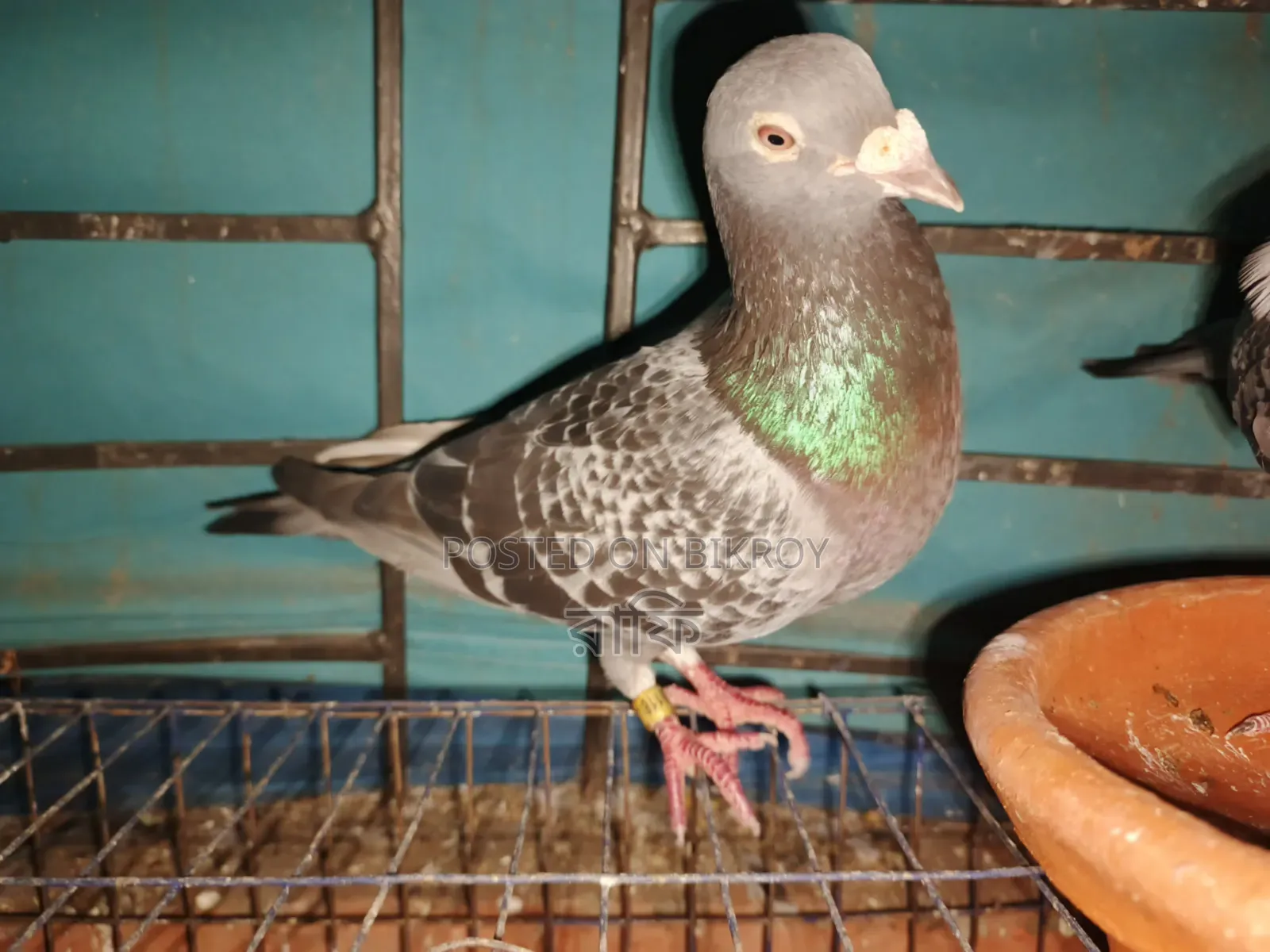 Racer Pigeon Pair