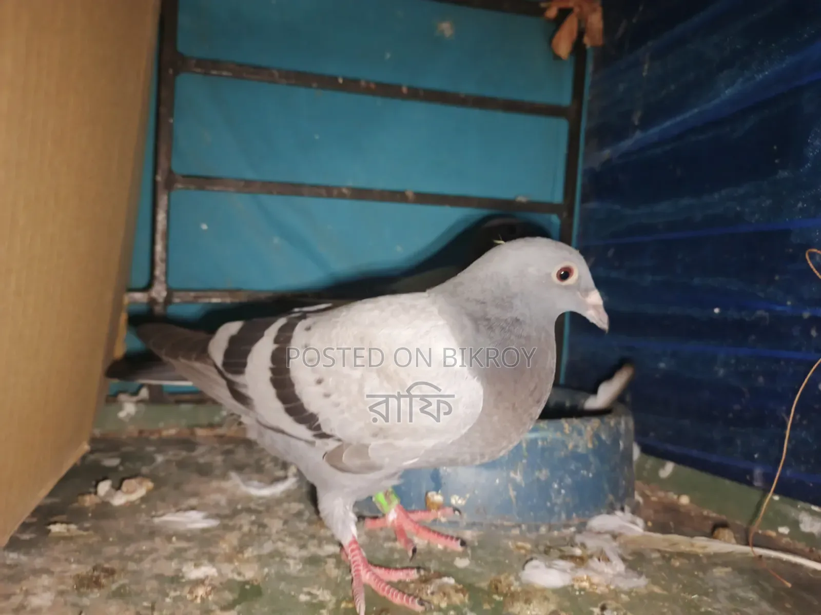 Racer Pigeon Pair
