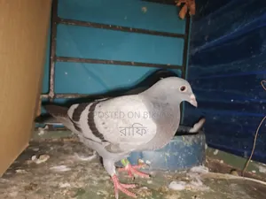 Racer Pigeon Pair