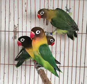 Pet Birds - Cockatiel / Lovebirds