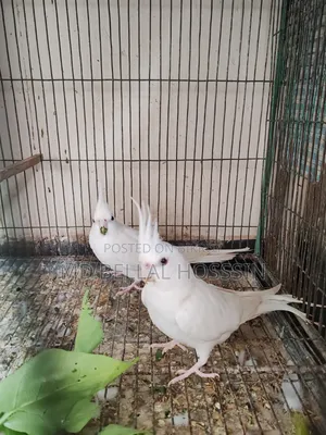 Pet Birds - Cockatiel / Lovebirds