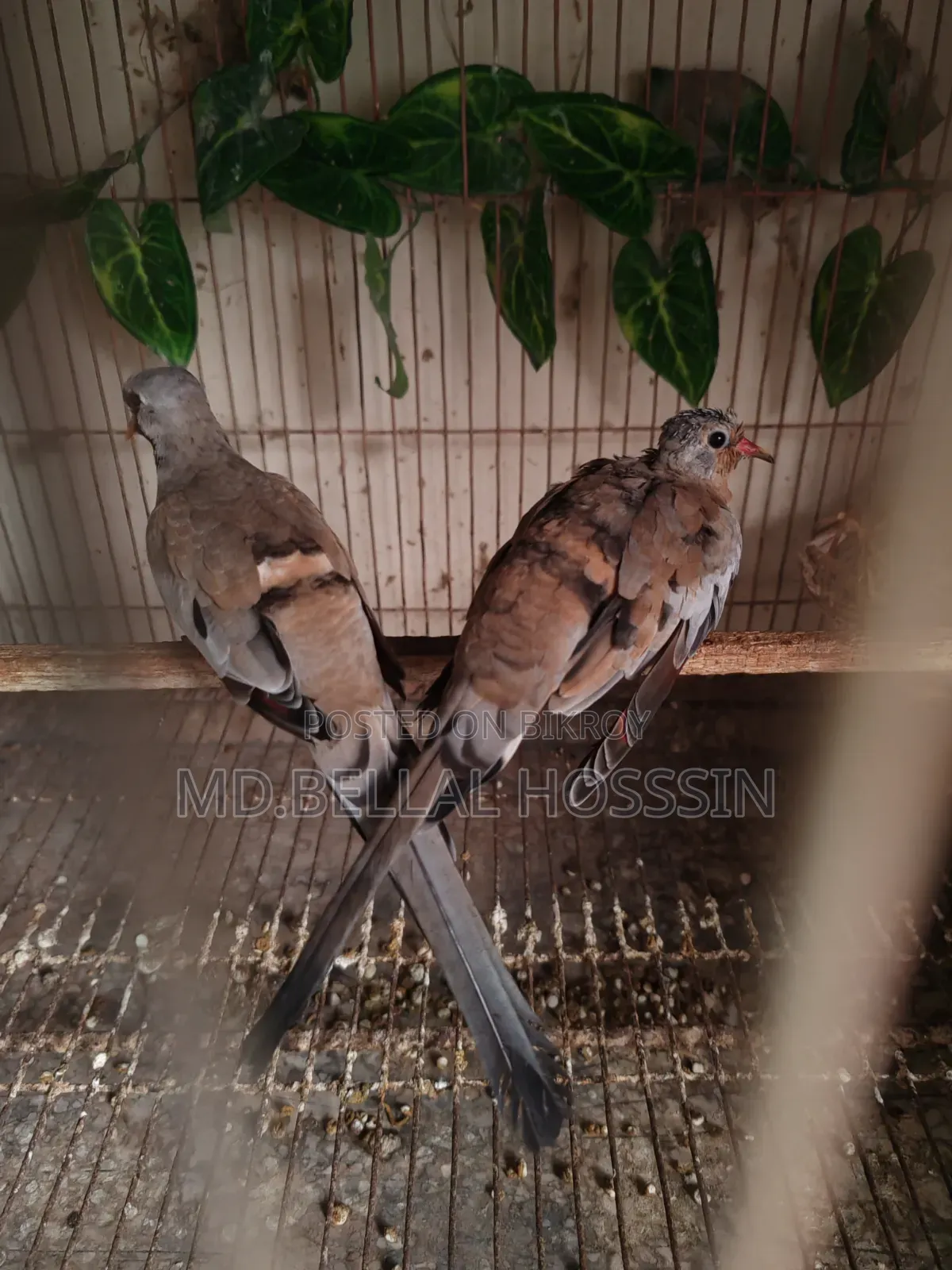 Pet Birds - Cockatiel / Lovebirds