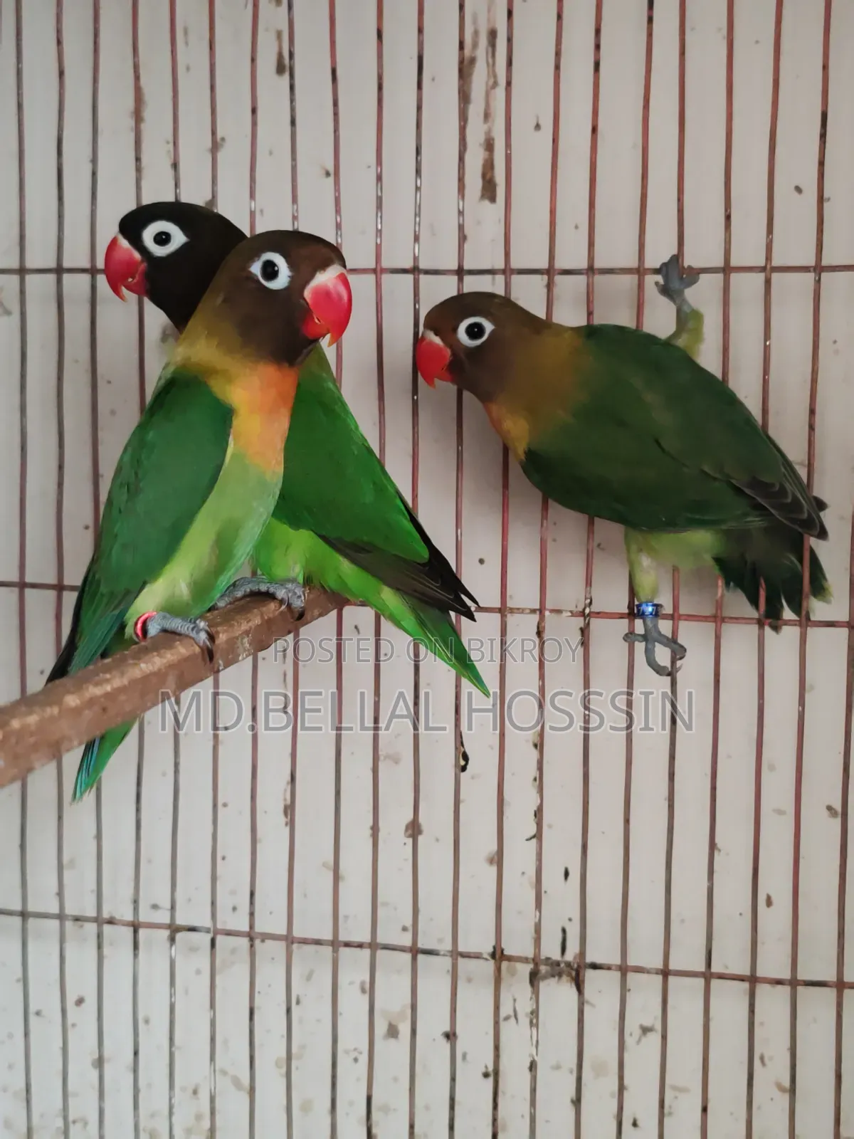 Pet Birds - Cockatiel / Lovebirds