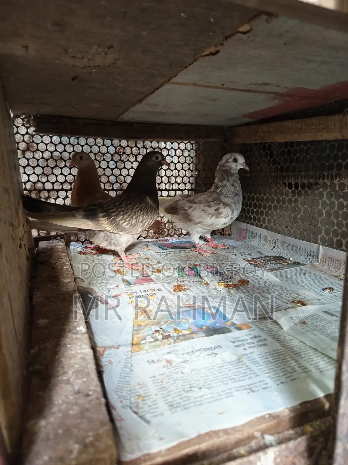 Pigeon for Sale