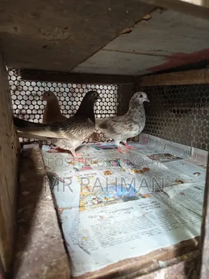 Pigeon for Sale