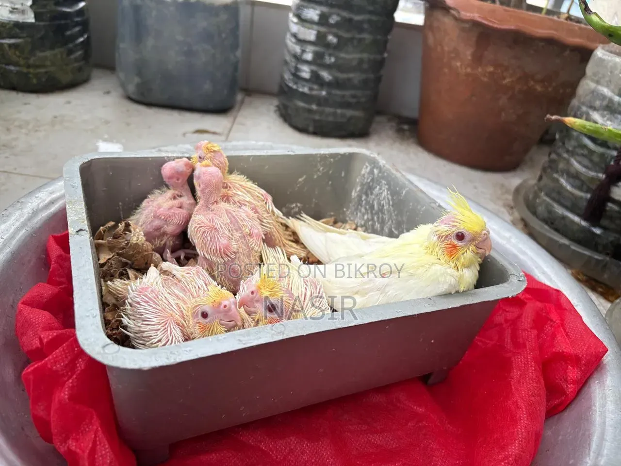 Home-bred Cockatiel Baby / Cocatel Baby Bird