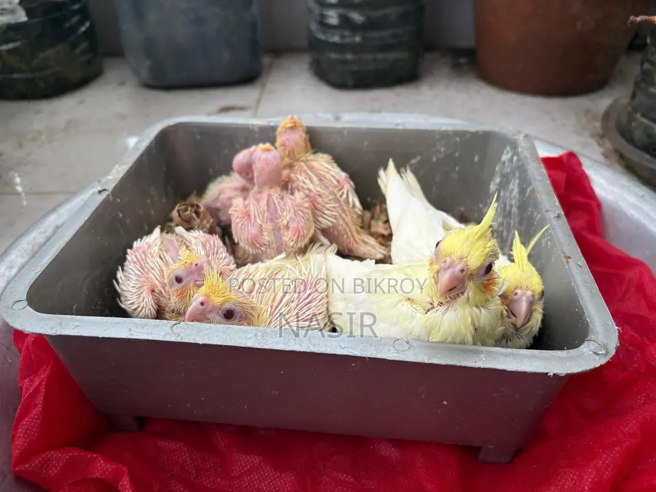 Home-bred Cockatiel Baby / Cocatel Baby Bird