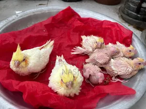 Home-bred Cockatiel Baby / Cocatel Baby Bird