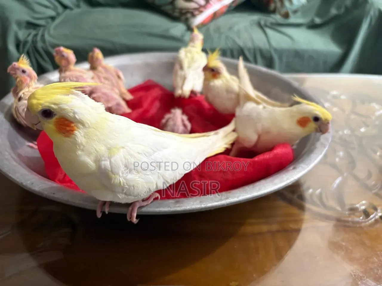 Home-bred Cockatiel Baby / Cocatel Baby Bird