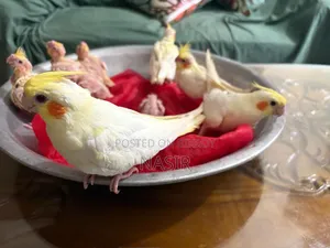 Home-bred Cockatiel Baby / Cocatel Baby Bird