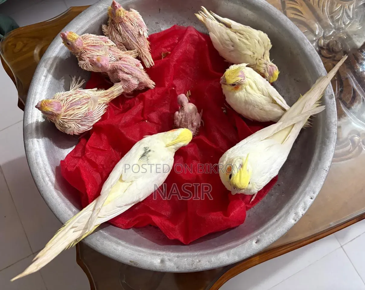 Home-bred Cockatiel Baby / Cocatel Baby Bird