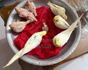 Home-bred Cockatiel Baby / Cocatel Baby Bird