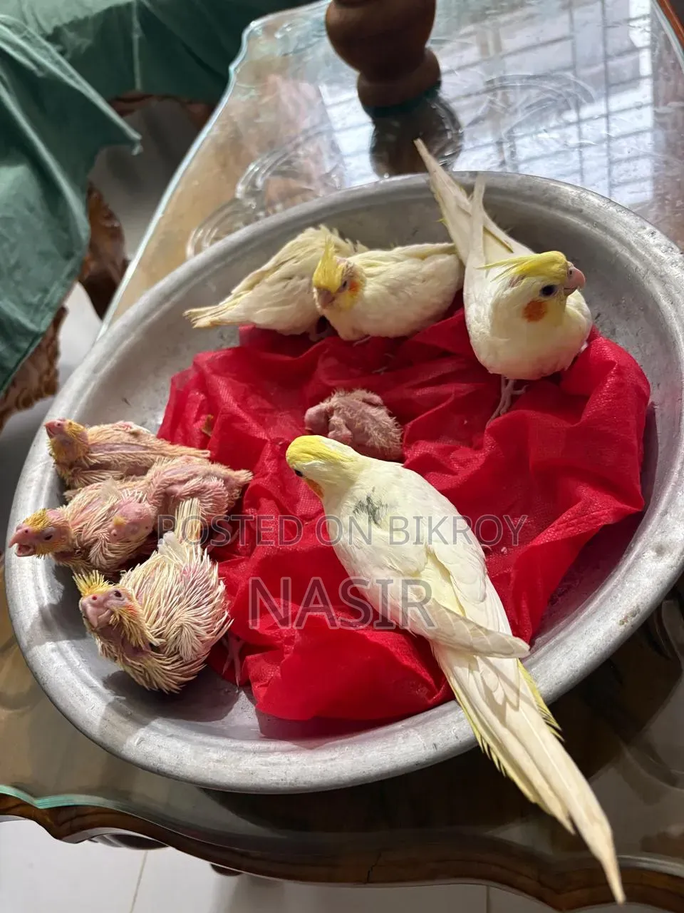 Home-bred Cockatiel Baby / Cocatel Baby Bird