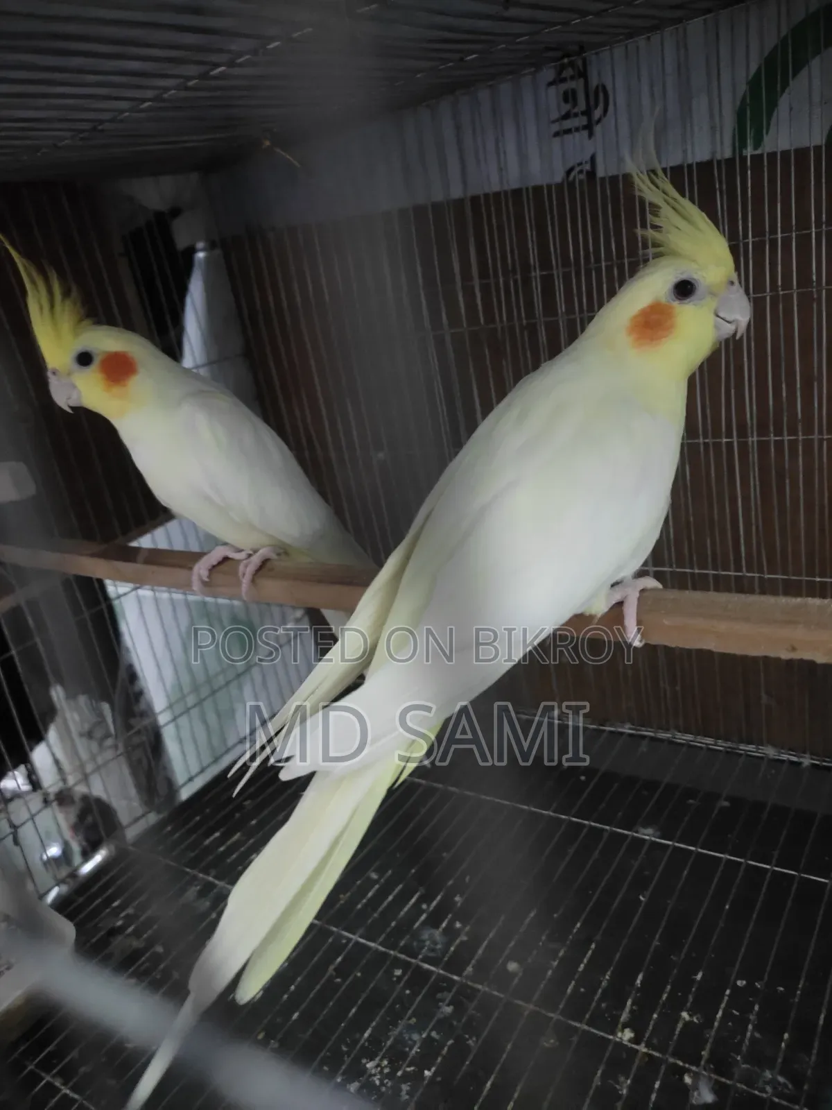 Lutino Red Eye Breeding Pair