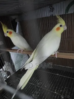 Lutino Red Eye Breeding Pair
