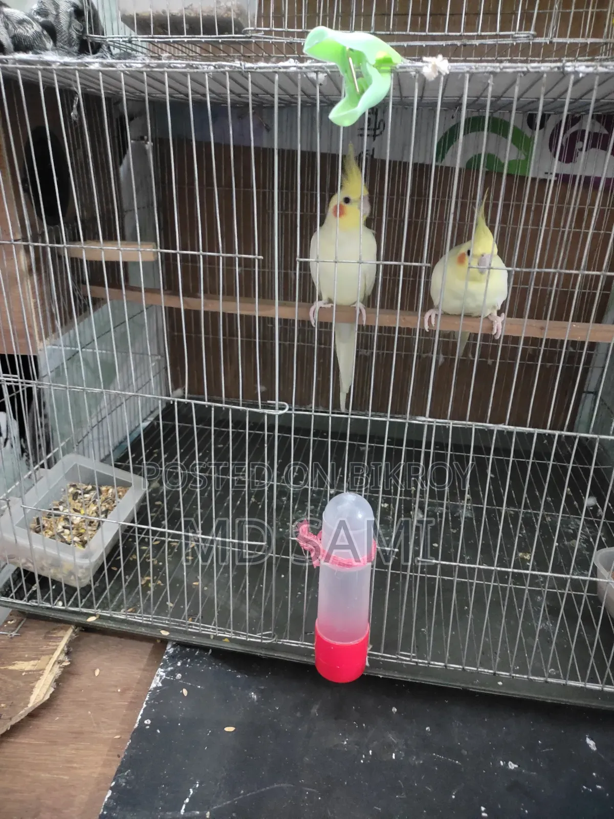 Lutino Red Eye Breeding Pair