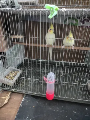 Lutino Red Eye Breeding Pair
