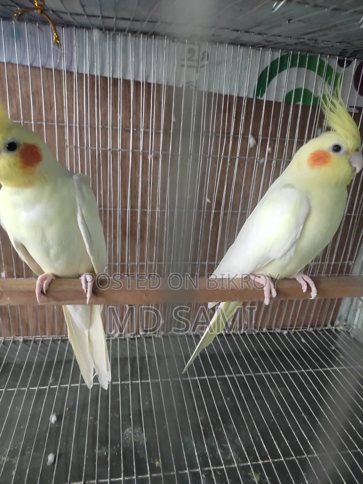 Lutino Red Eye Breeding Pair