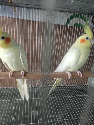 Lutino Red Eye Breeding Pair