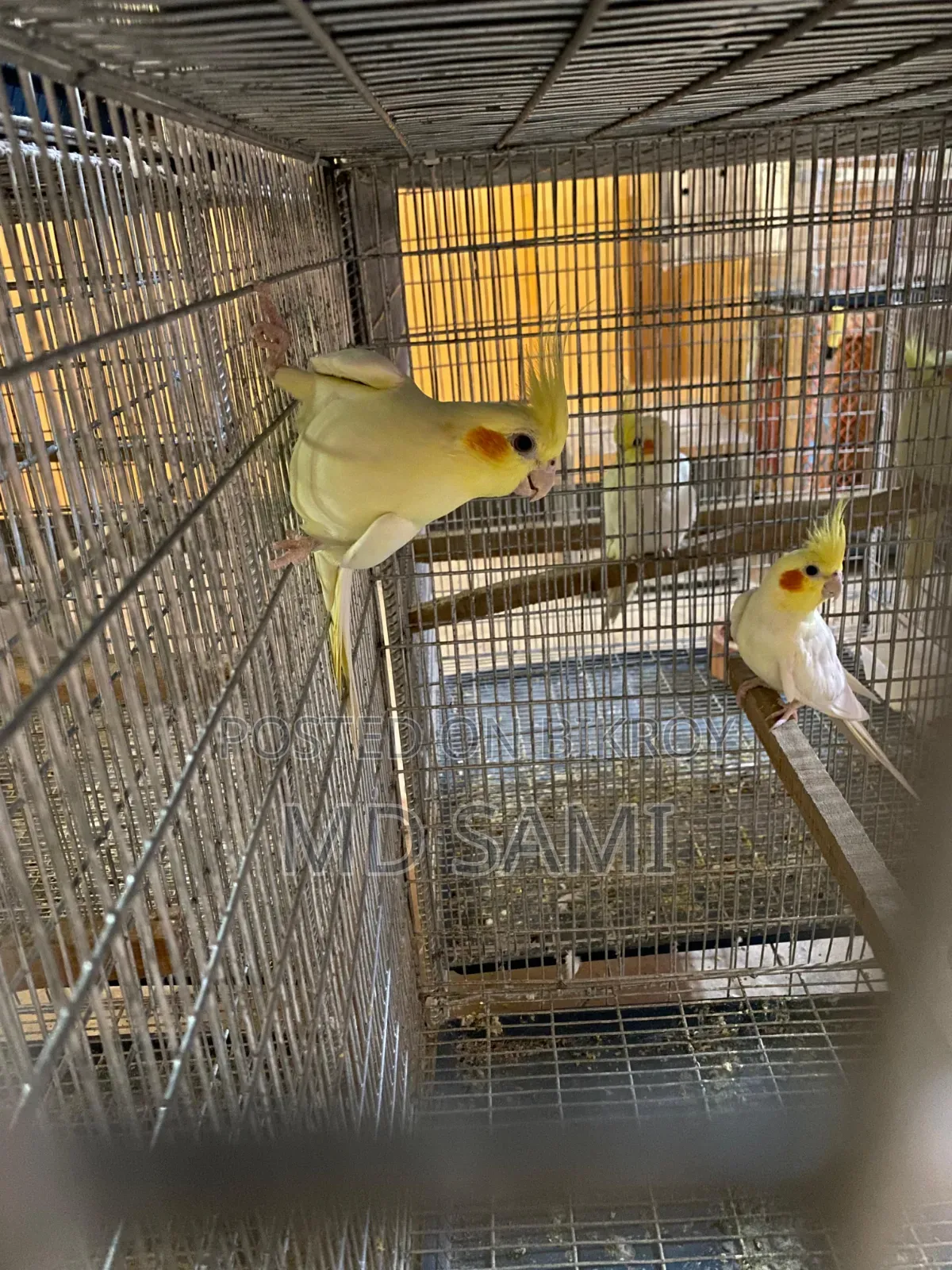 Lutino Red Eye Breeding Pair