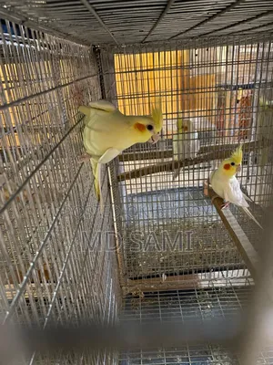 Lutino Red Eye Breeding Pair