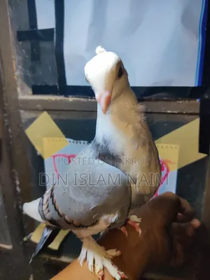 Sartin Pigeon Running Pair