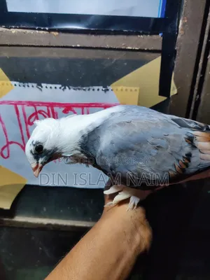 Sartin Pigeon Running Pair