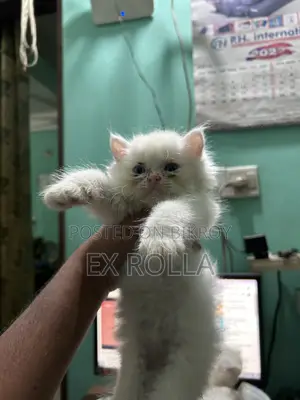 0-1 Month Female Purebred Persian