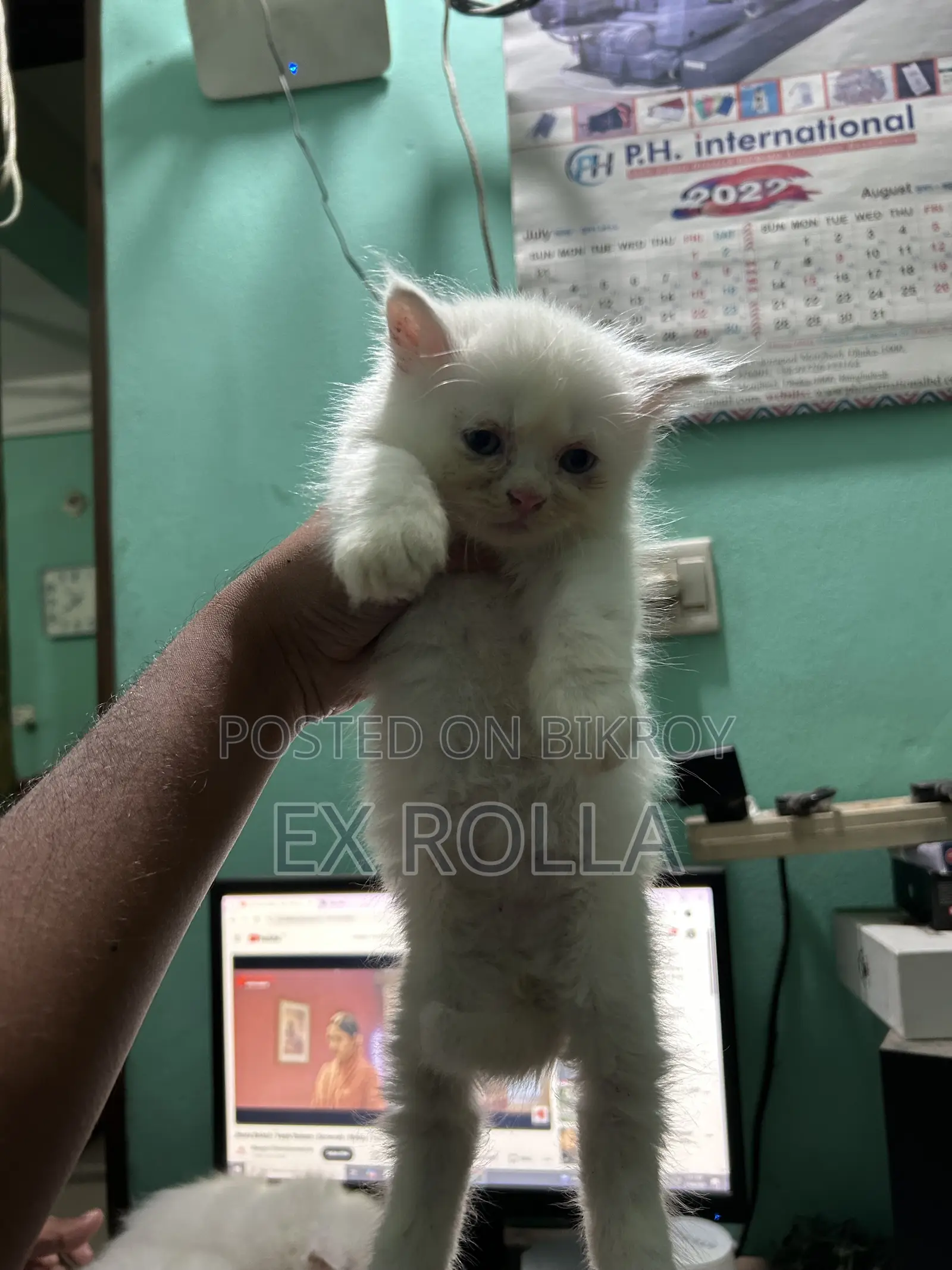 0-1 Month Female Purebred Persian