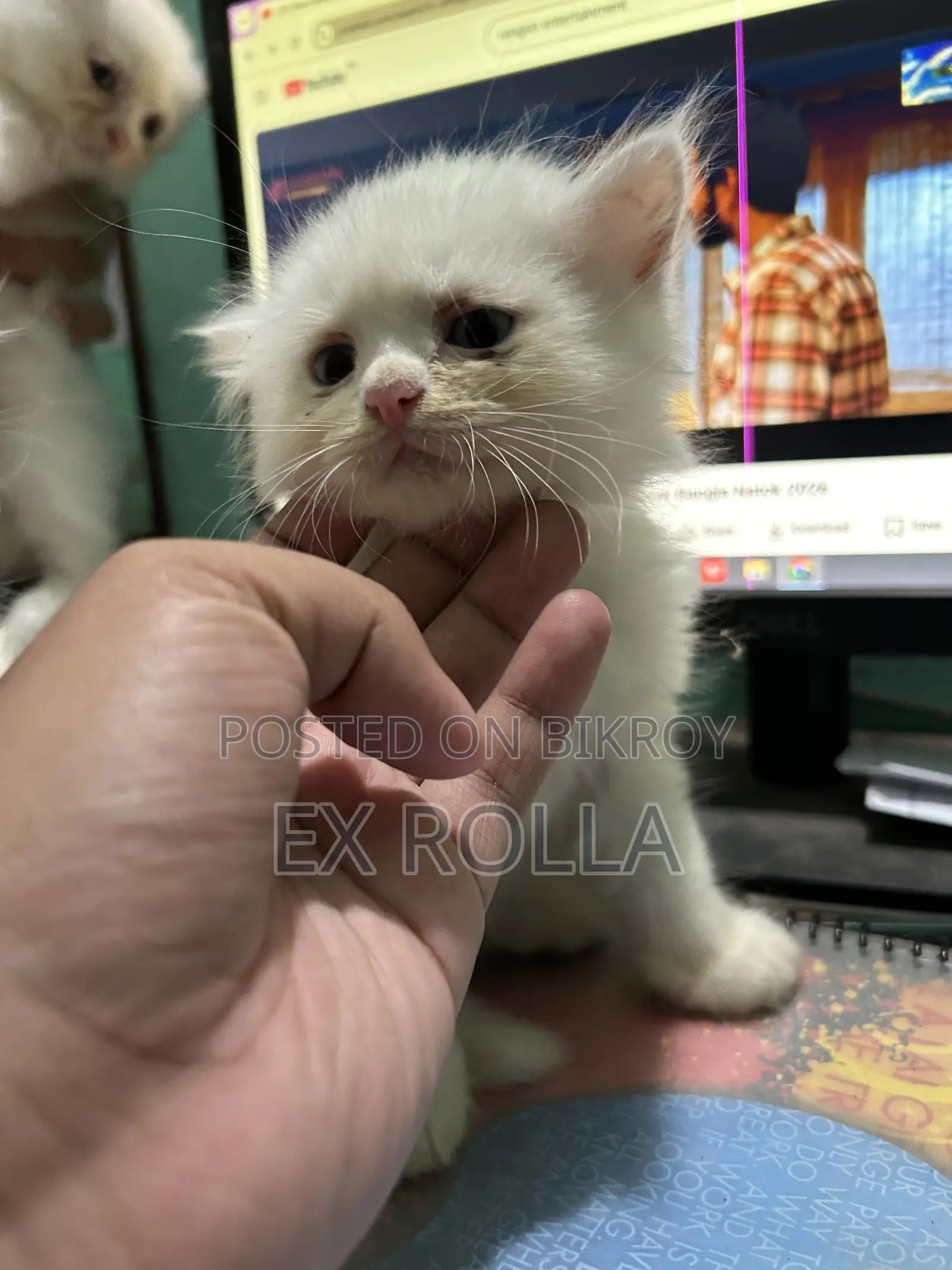 0-1 Month Female Purebred Persian