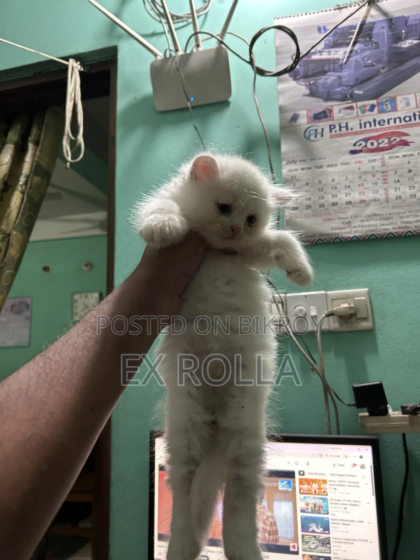 0-1 Month Female Purebred Persian